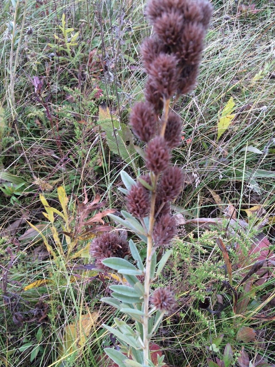 Lespedeza capitata 13