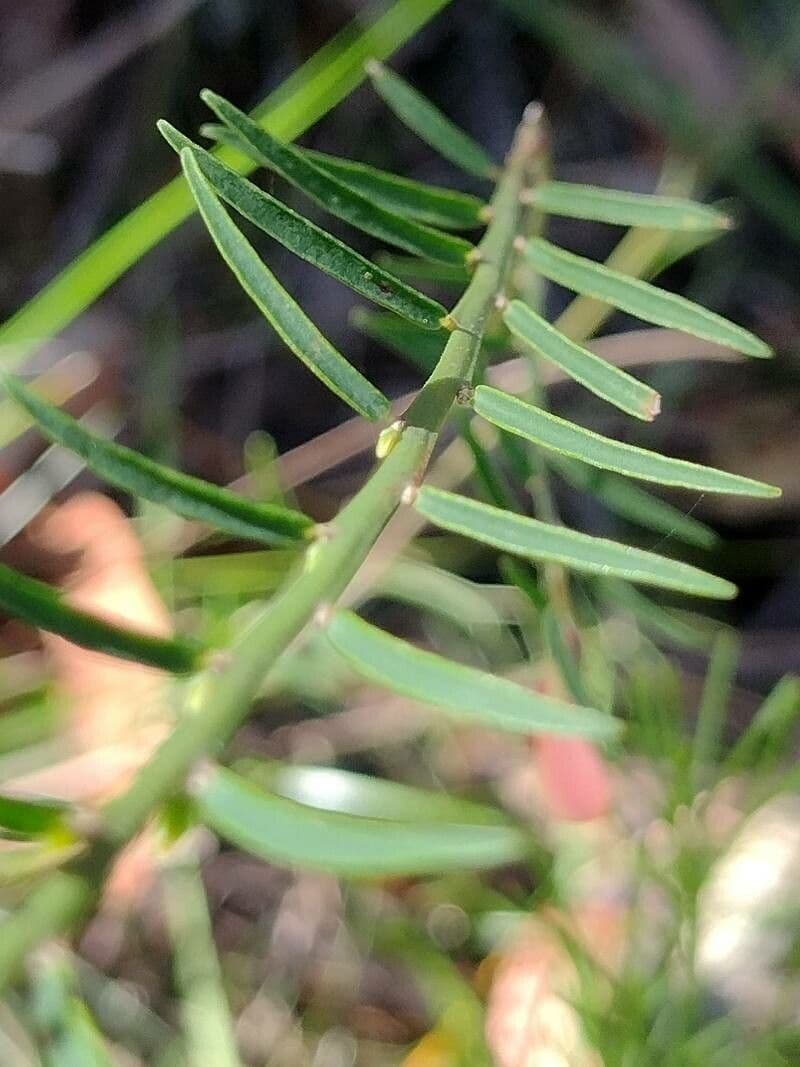 Bossiaea 9