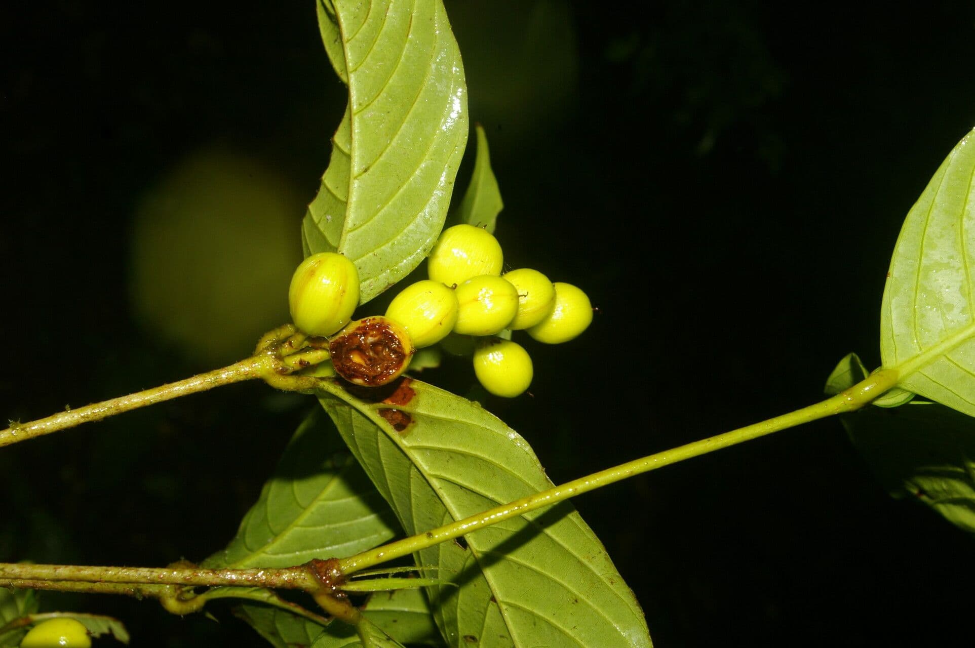 Quiina macrophylla