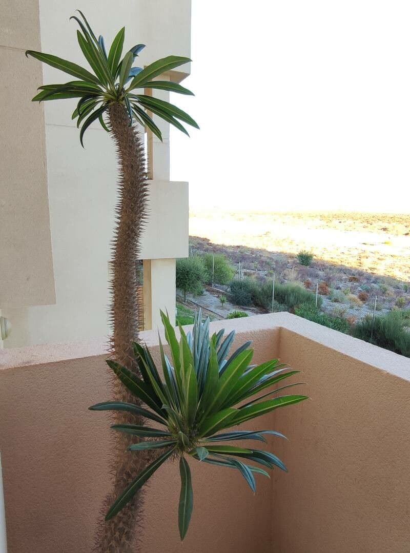 Pachypodium 16