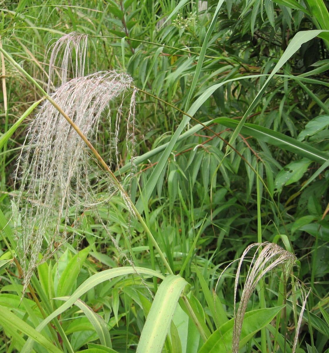 Trawa cukrowa 2