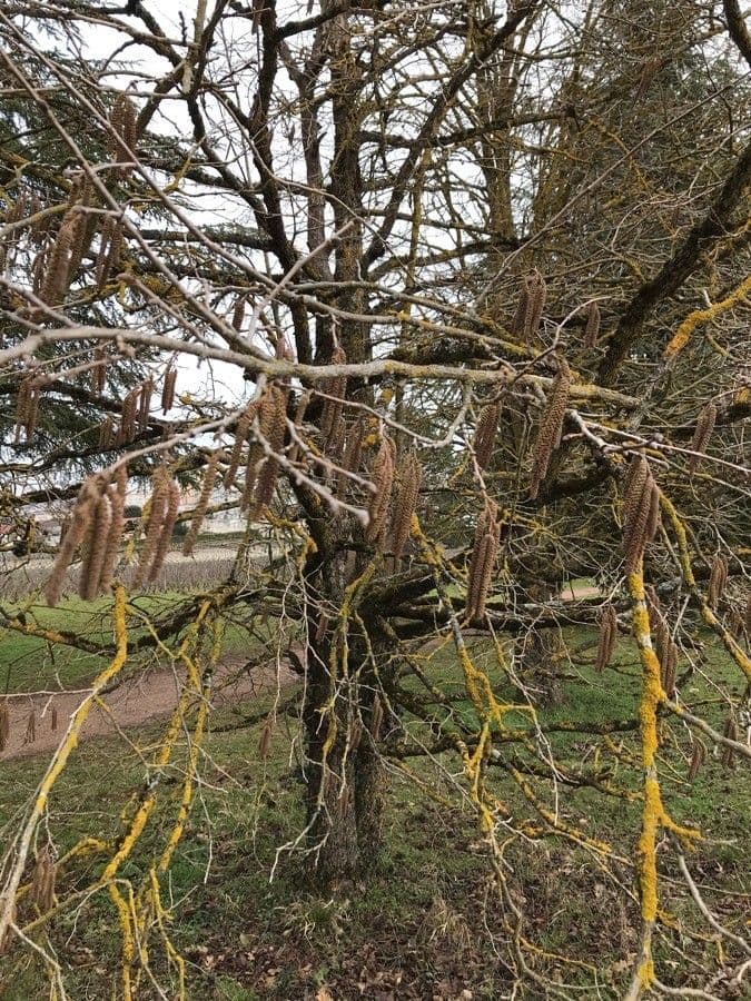 Baumhasel 9