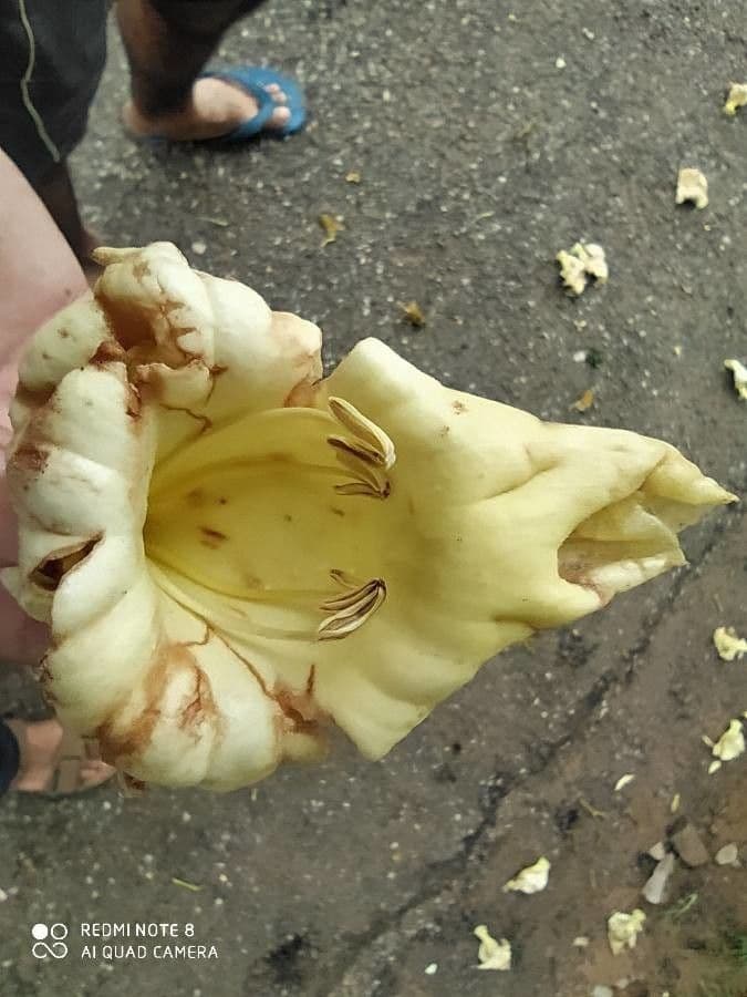 Fernandoa 7