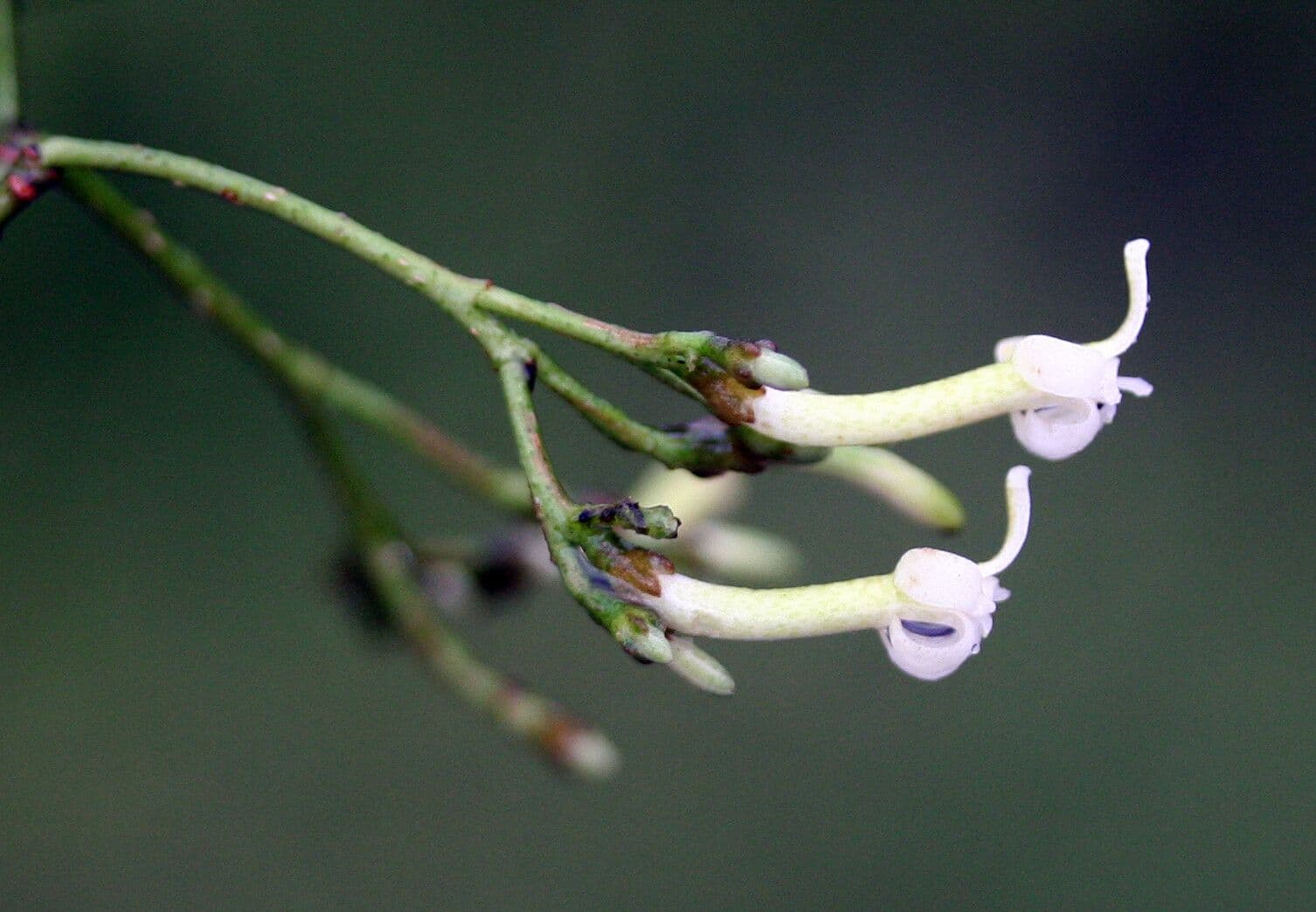 Galipea 2