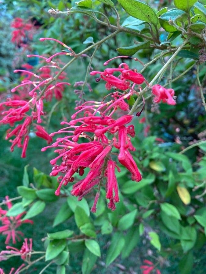 Rhyolith-Grevillea 5