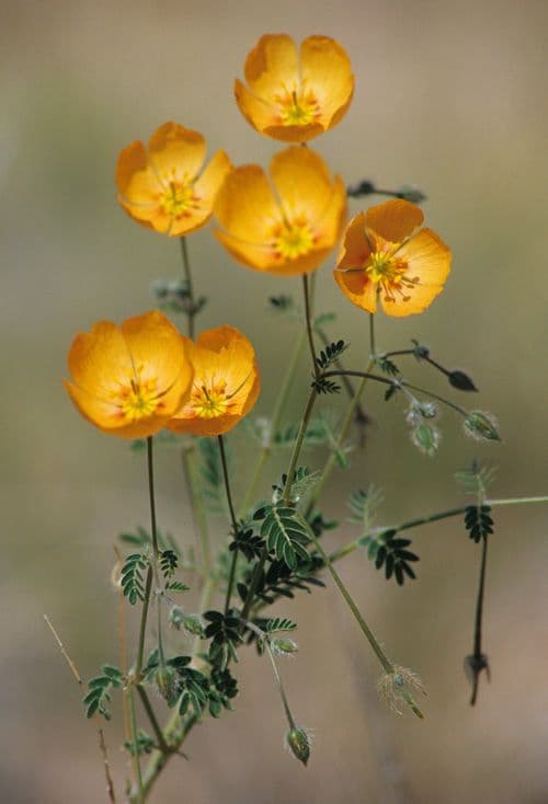 Papavero dell'Arizona 9