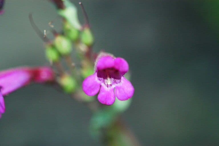 Cleveland-Bartblume 5