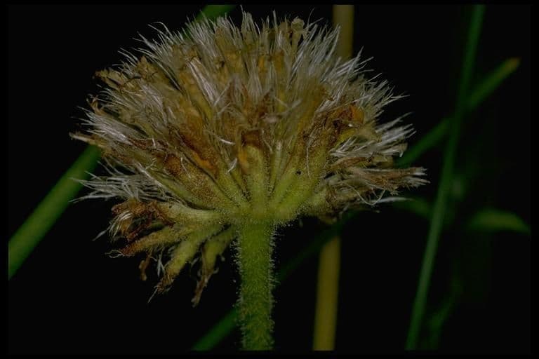 Raillardella vistosa