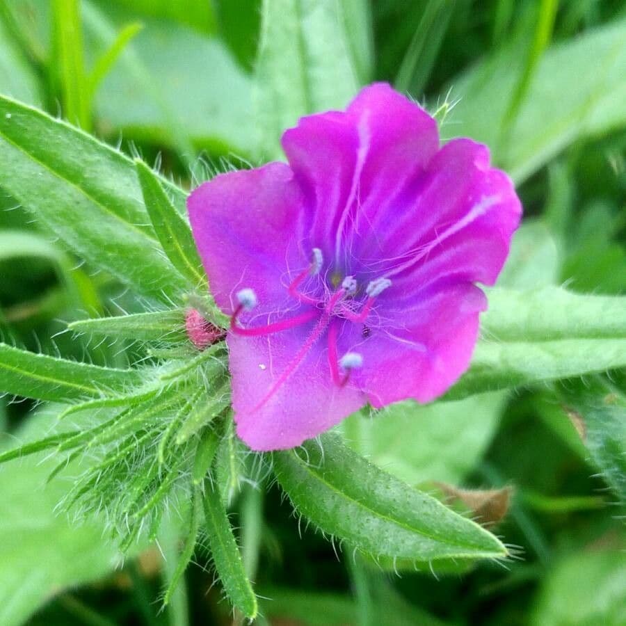 Flor morada 5