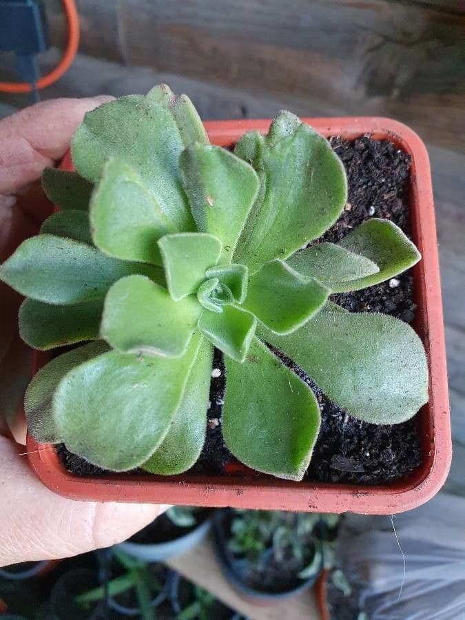 Aeonium 11