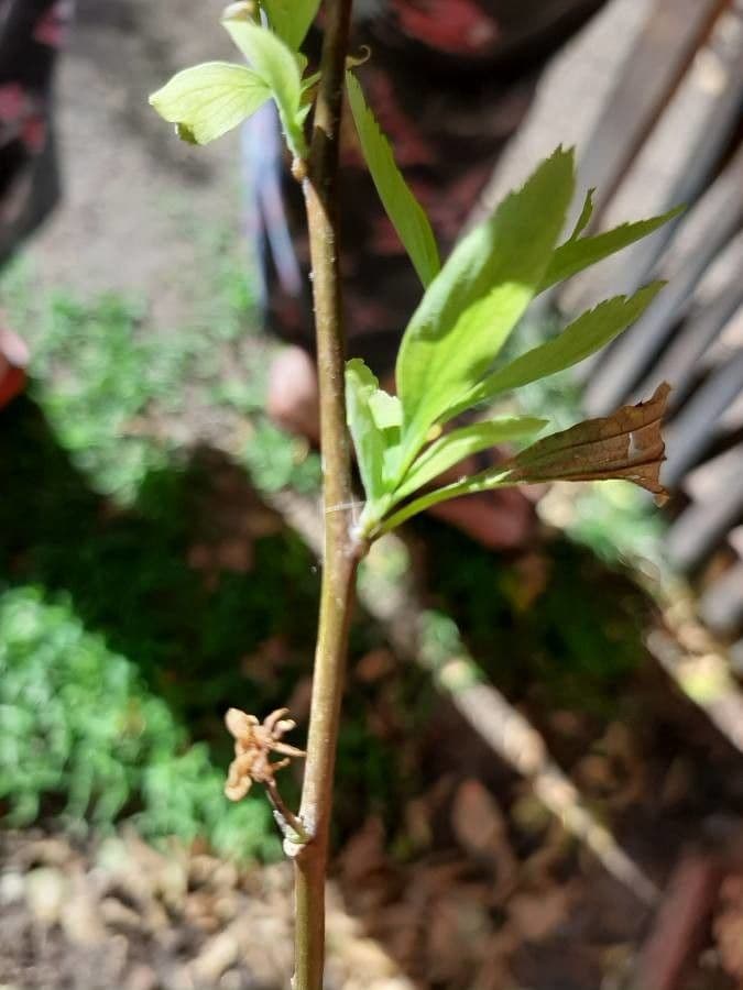 Reeve's spiraea 24