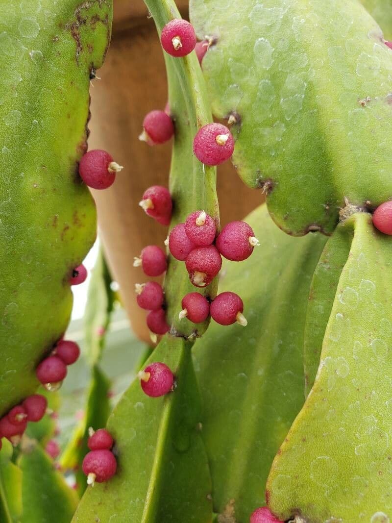 Rhipsalis