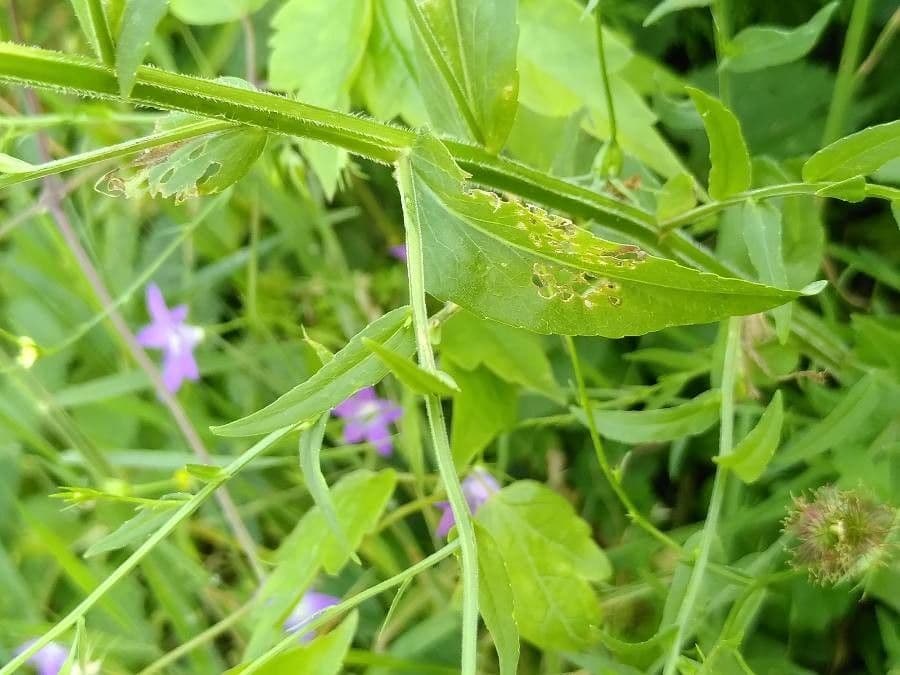 Campanula diffusa 17
