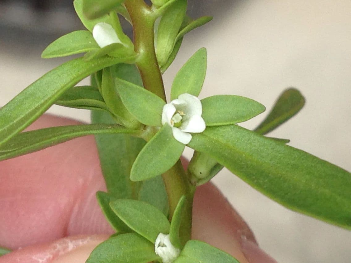 Veronica forestiera 7