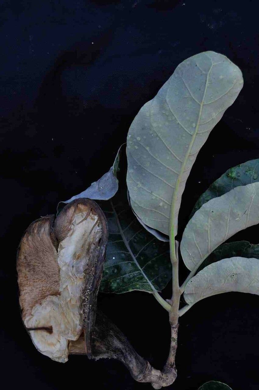 Aspidosperma 6