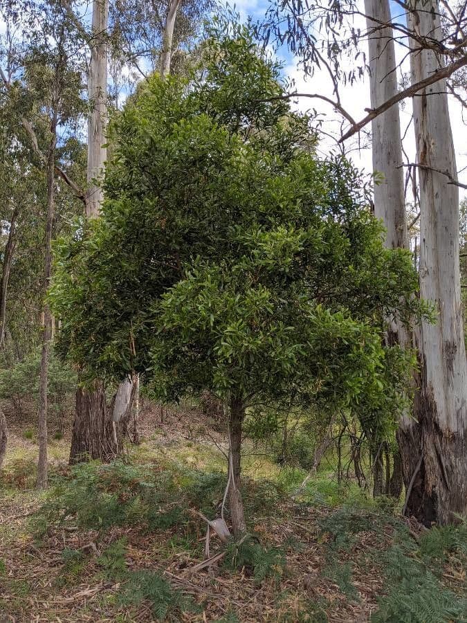 Acacia nera 12