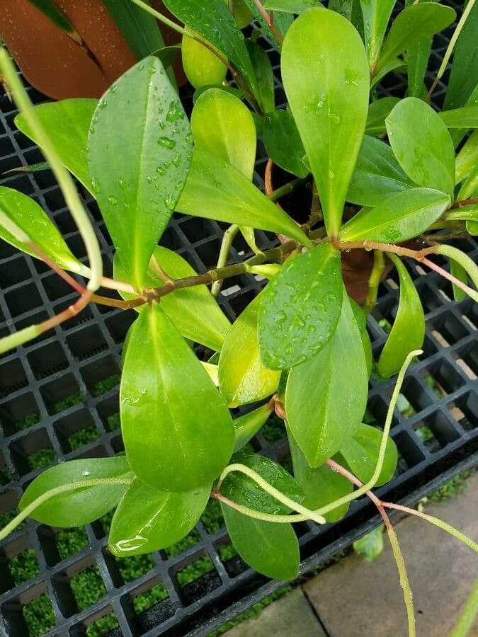 Peperomia 3