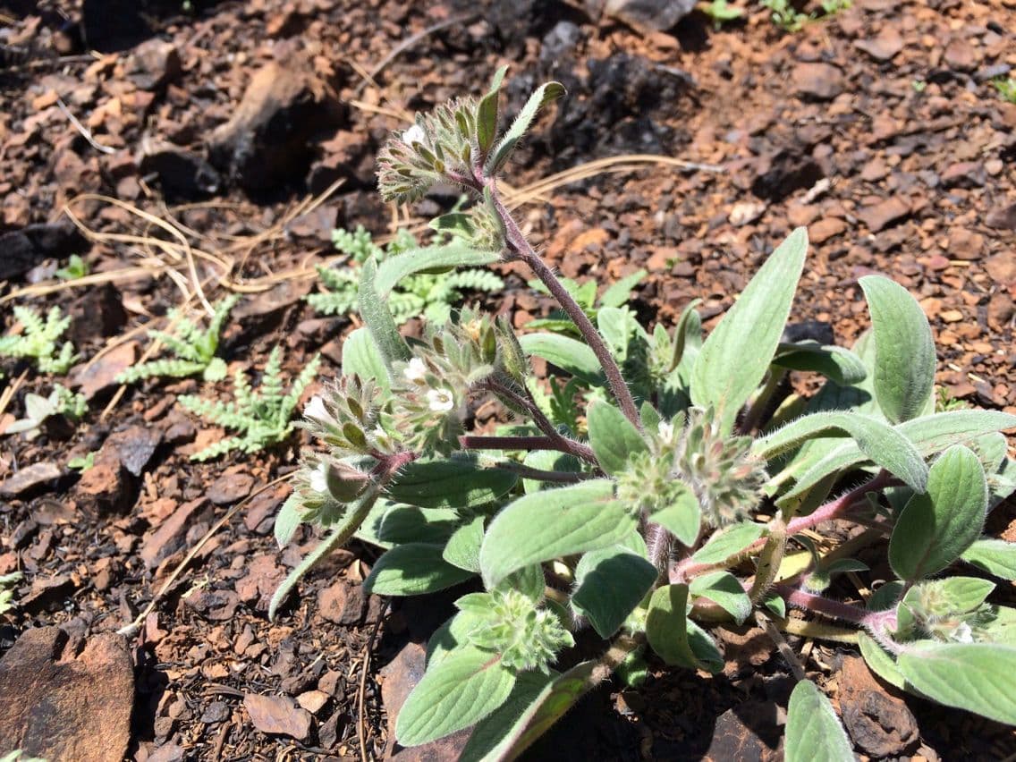 Phacelia 5