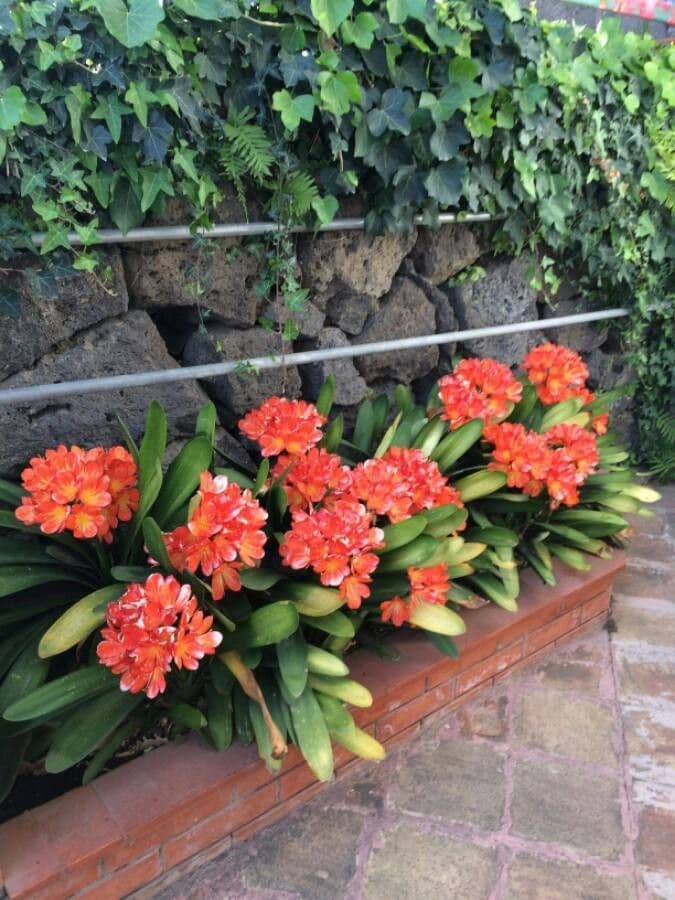 Clivia 12