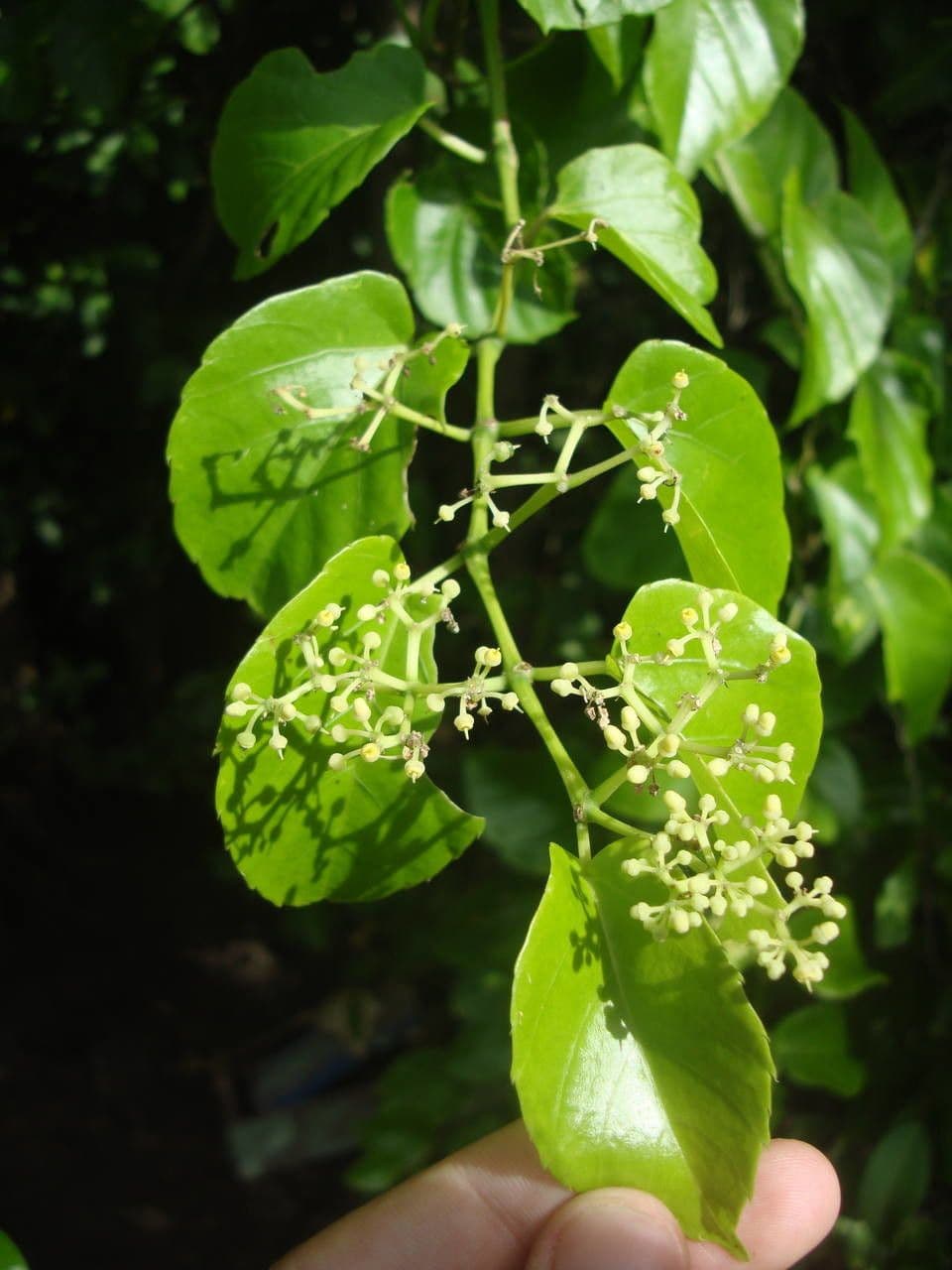 Ranken-Traubenbaum 8