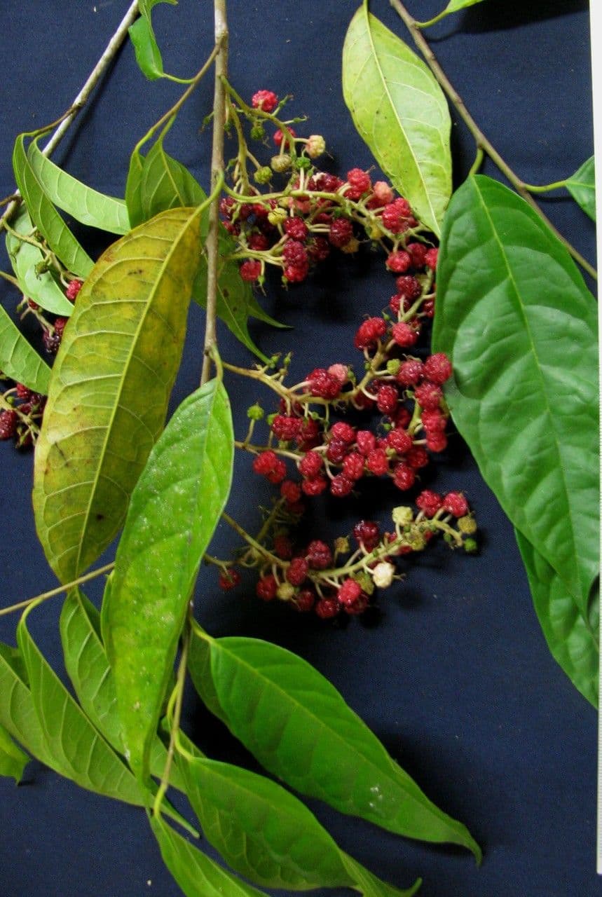 Mexikanischer Feigenbaum 3