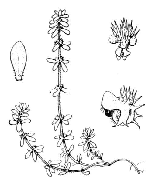 Valantia hispida 28