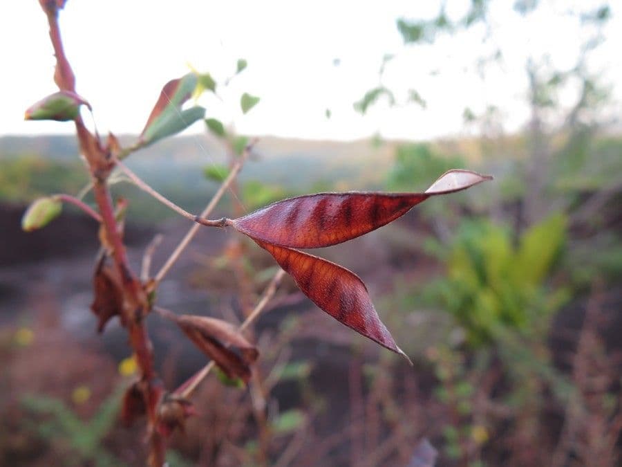 Cassia diphylla 5
