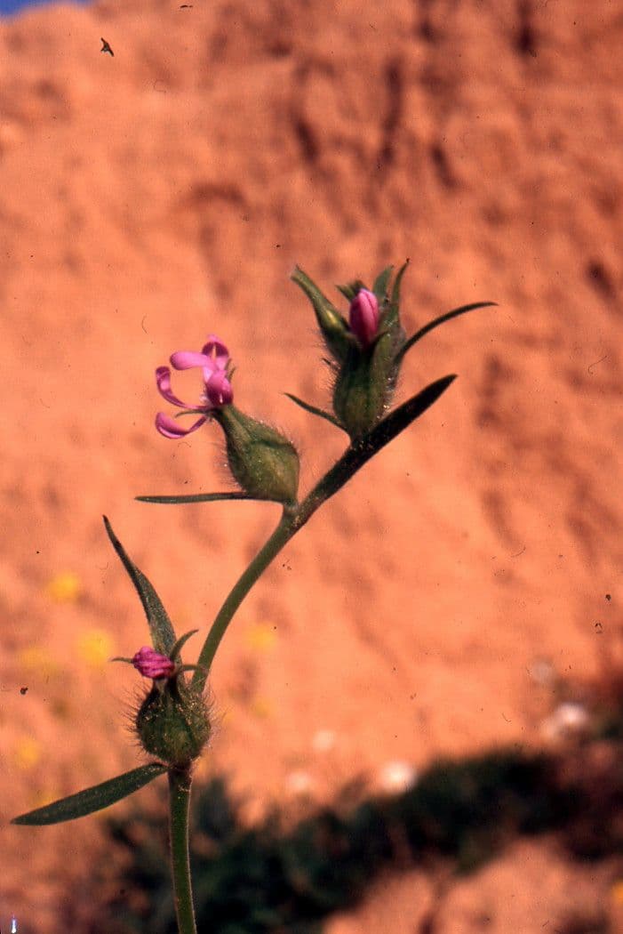 Silene tridentata