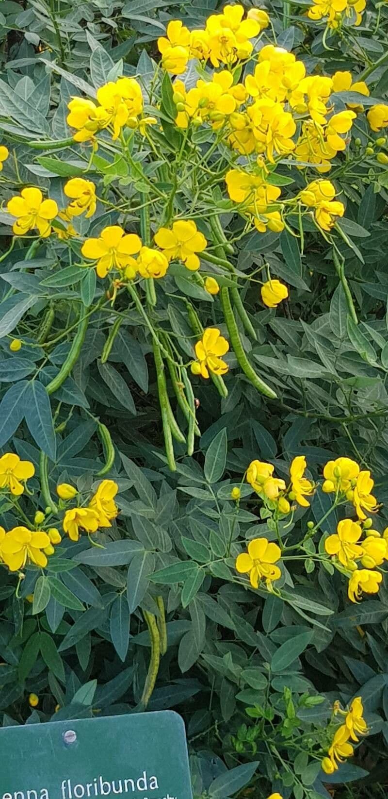 Senna