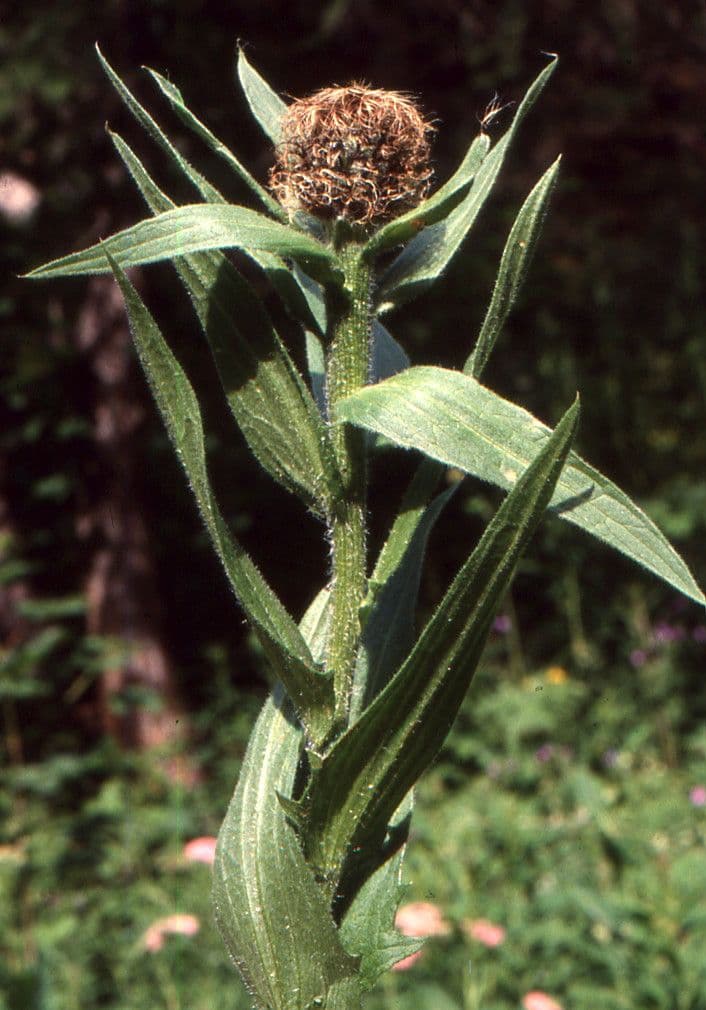 Einköpfige Flockenblume 16