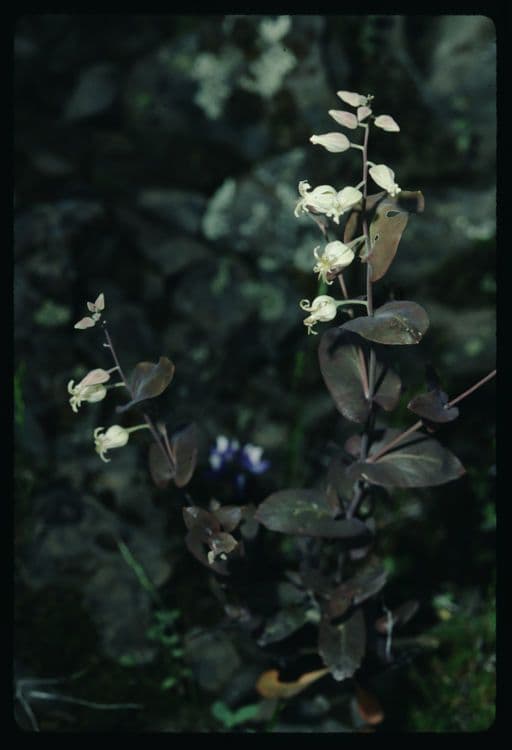 Streptanthus tortuosus 11