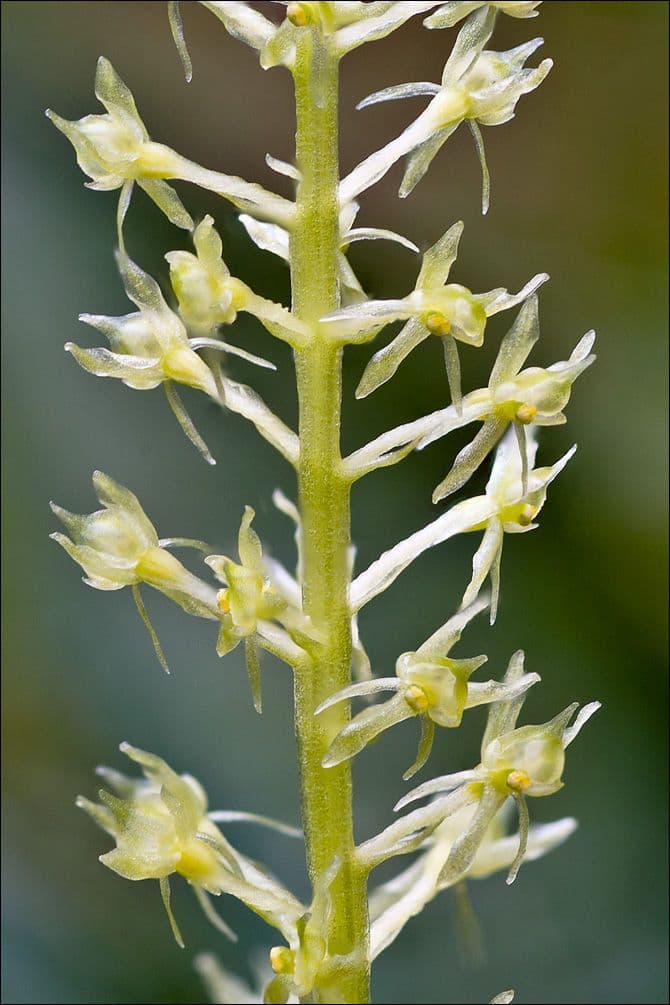 Malaxis monophylla 2
