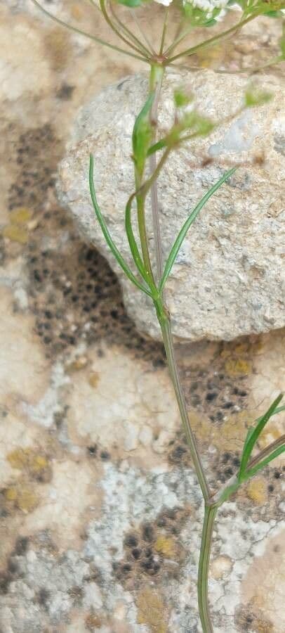 Ammoides pusilla 12