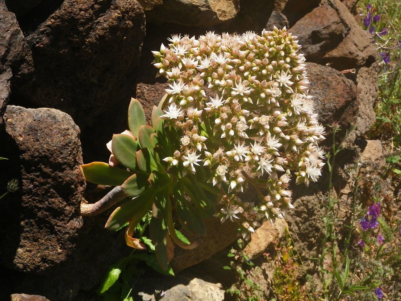 Aeonium 9