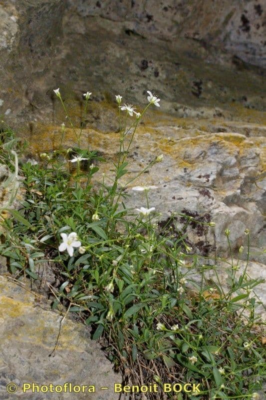 Moehringia 10