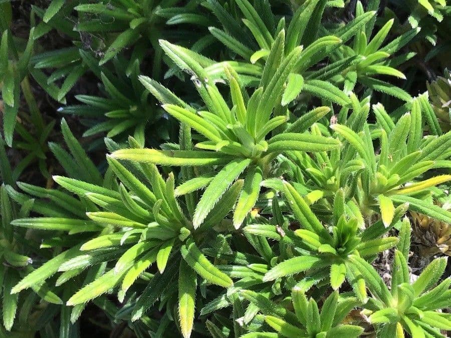 Lithodora 8