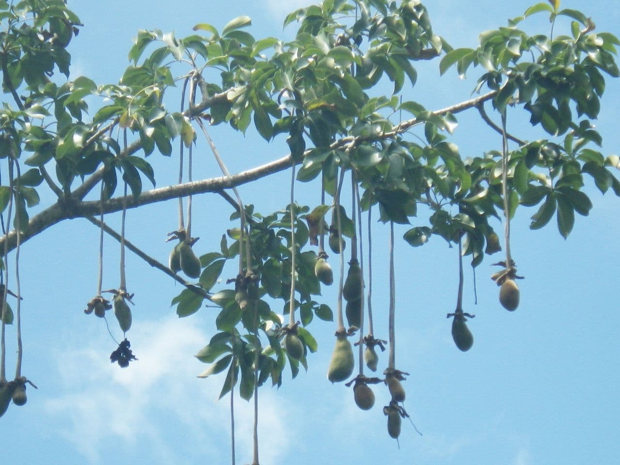 Baobab 30