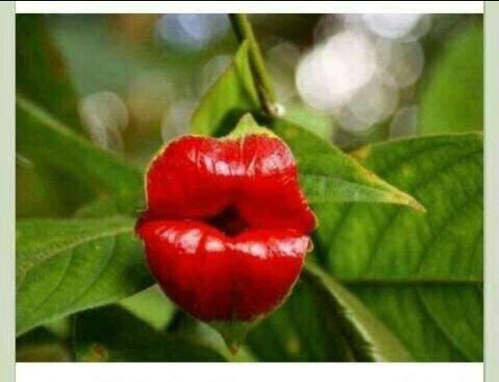 Labios rojos 7