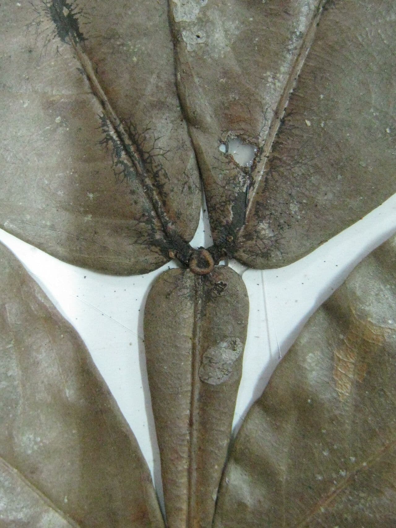 Inga a ombrella 2