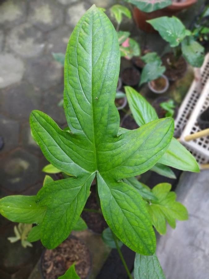Lasia spinosa 5
