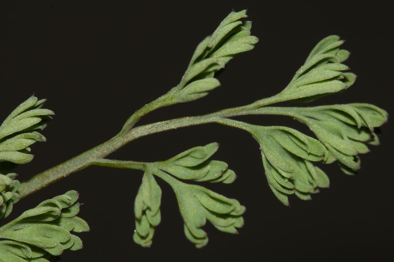 Fumeterre de Kralik 11