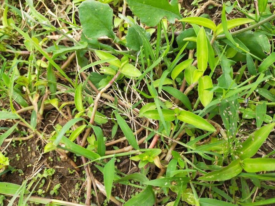 Wegerichblättrige Commelina 14