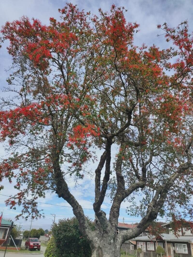 Embothrium 18