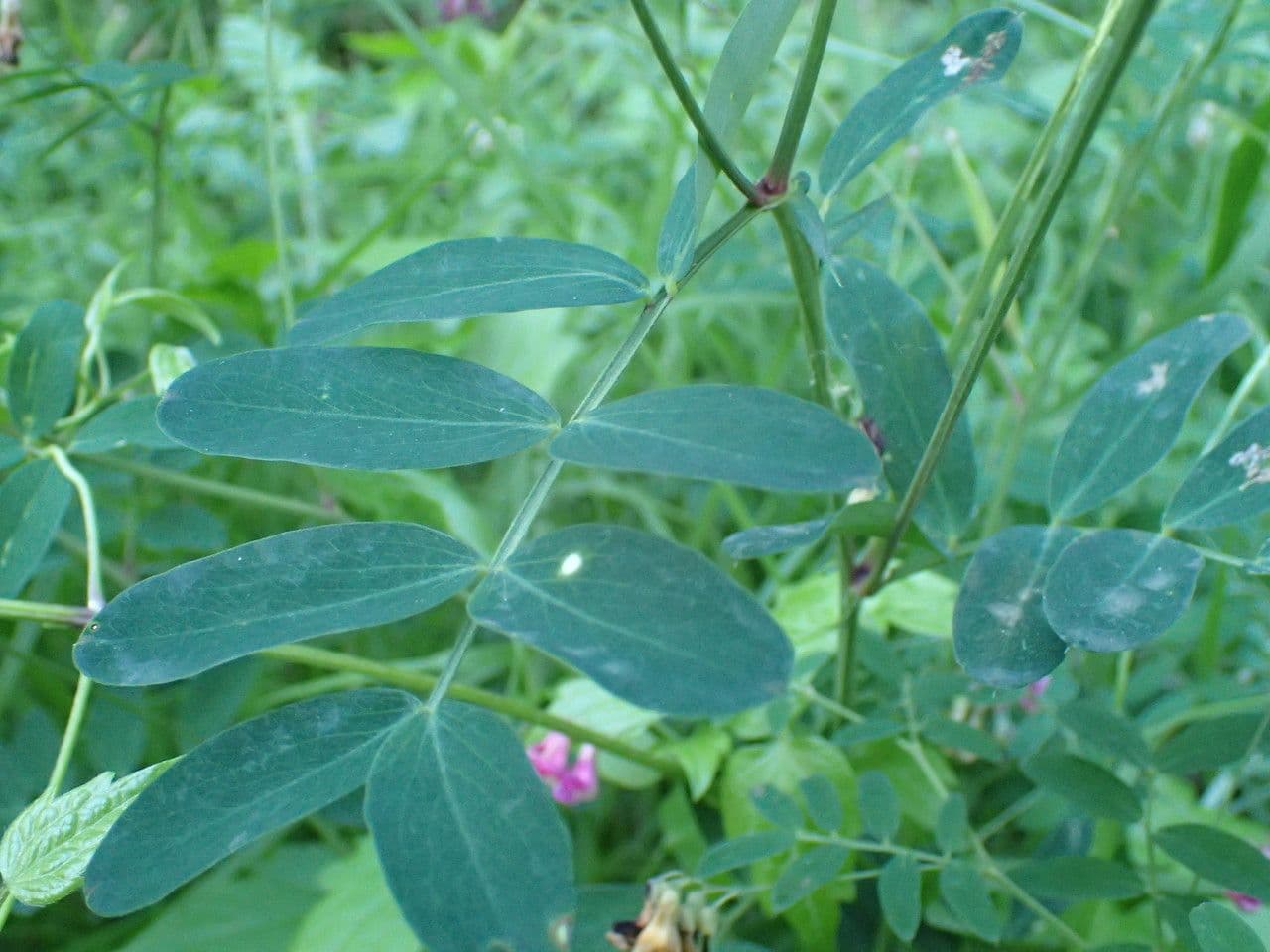 Cicerchia nera 12