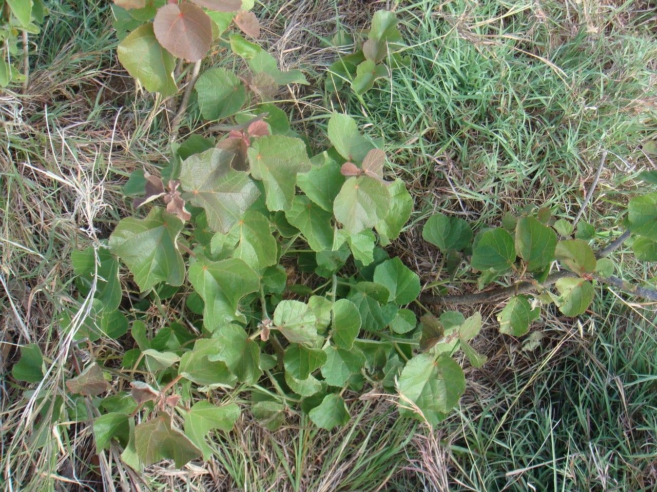 Rundblättrige Dombeya 10
