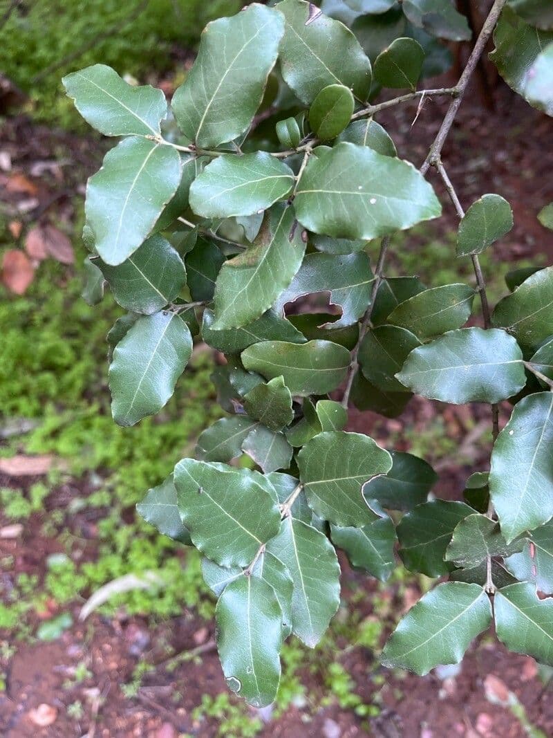 Cryptocarya 8