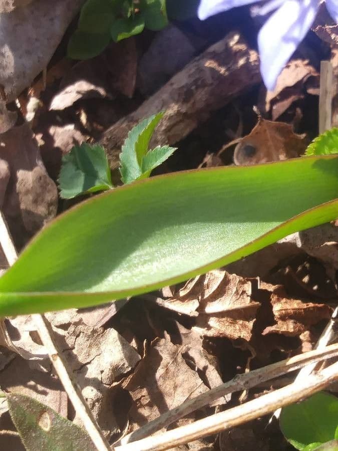 Scilla silvestre 19
