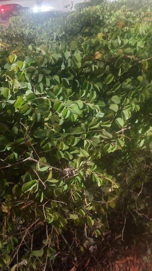 Bauhinia galpinii 11