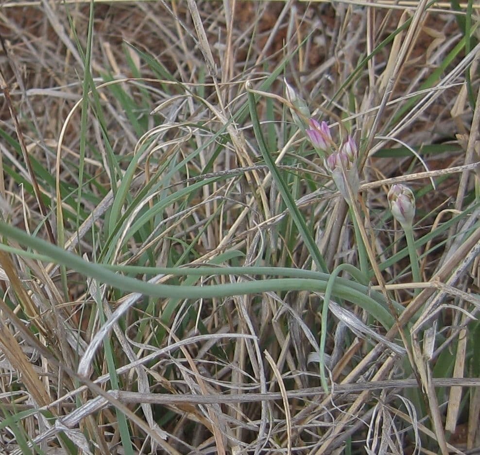 Cebula Drummonda 8