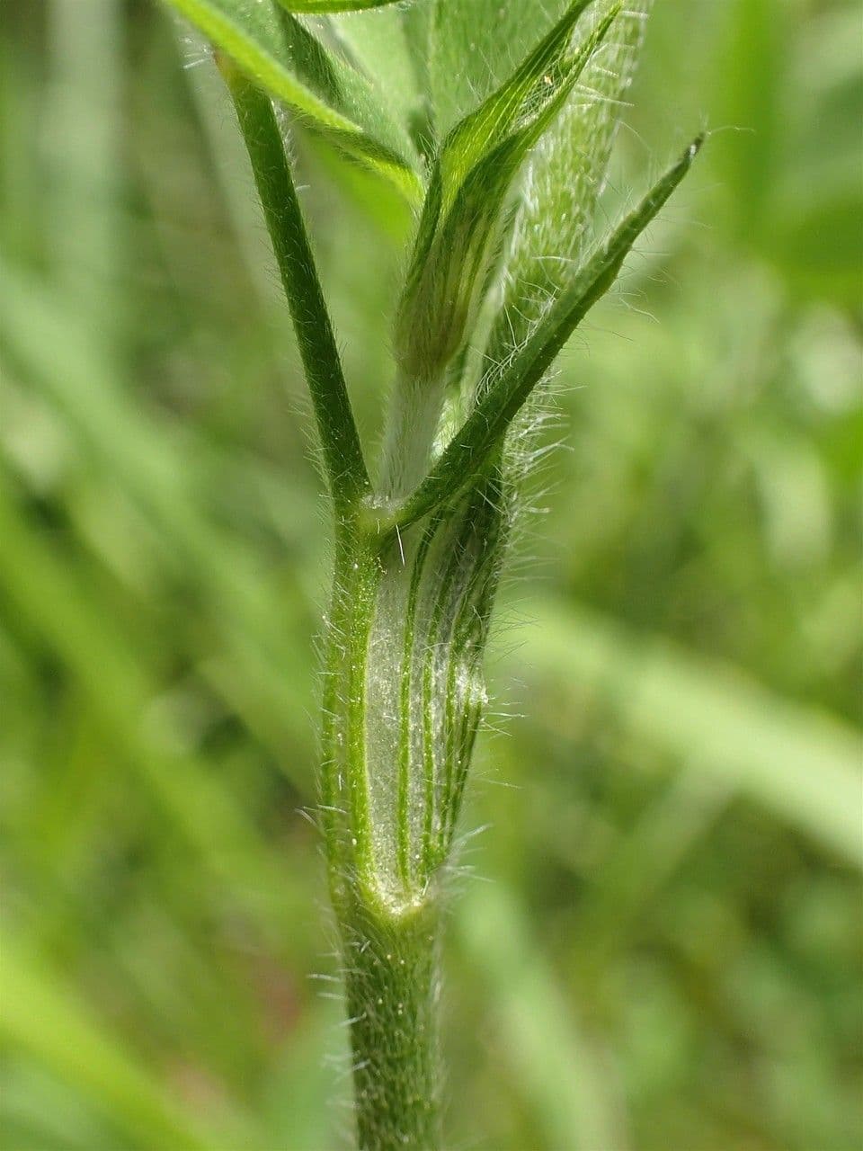 Sulphur clover 20